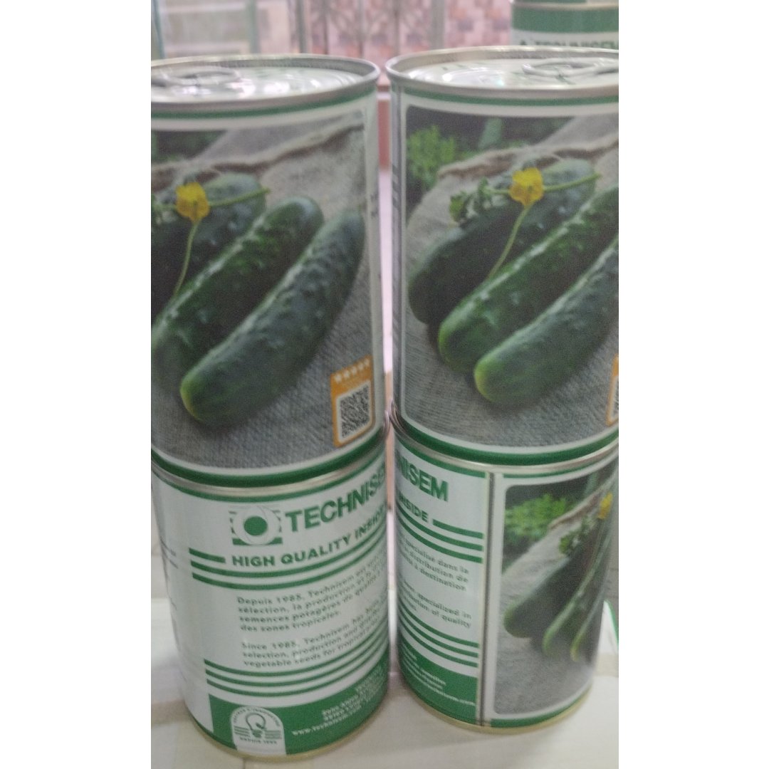Cucumber Pointsett +